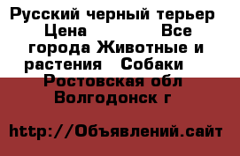 Русский черный терьер › Цена ­ 35 000 - Все города Животные и растения » Собаки   . Ростовская обл.,Волгодонск г.